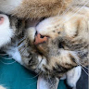 Meet your Posher, Miranda